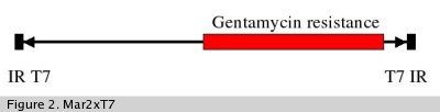 Insertion Site Distribution Map