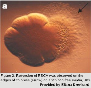 Phenotypic Variant